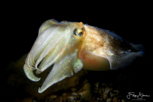 Juvenile cuttlefish, Zeeland, The Netherlands. by Filip Staes 